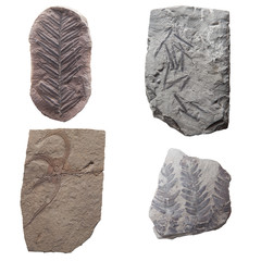 Plant Leaf fossil in stone, isolated on white © alice_photo