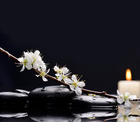 cherry blossom with candle on black stones