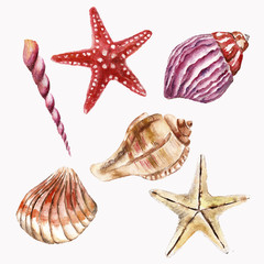 Background with sea-shell. Watercolor illustration