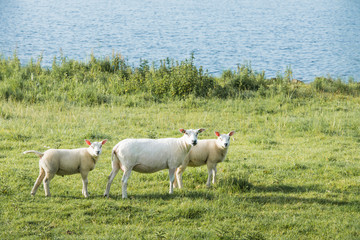 Obraz premium Ewe and het two lambs looking curiously