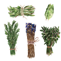 Set with bunches of basil, rosemary. Watercolor illustration