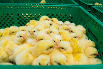 Newly hatched chicks