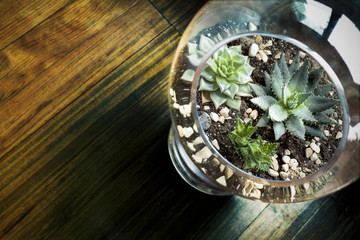 Succulent in Glass Vase for Decoration - 77050868