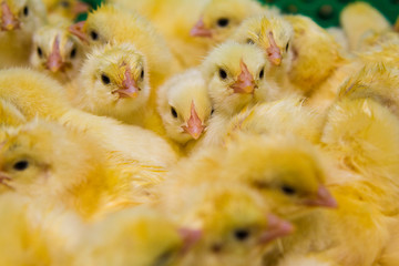 Newly hatched chicks