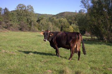 cow on meadow