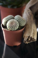 Small Cactus for Decoration