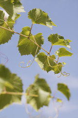 Fototapeta premium leaves of a vine in a vineyard on blue sky