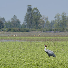 Sarus crane specie grus antigone in Nepal