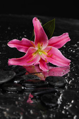 Fototapeta na wymiar Pink lily with therapy stones