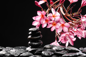 branch of frangipani with stacked black wet stones