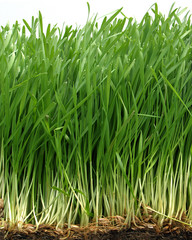 Fototapeta premium Grass