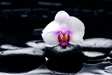 white orchid with pebbles on wet background