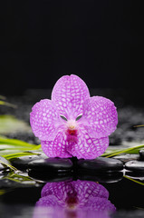 orchid with long leaf and stones on wet background