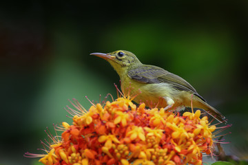 Female Brown-throated sunbird(Anthreptes malacensis)