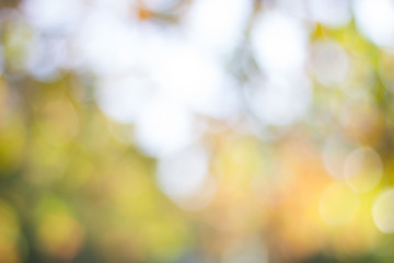 Obraz premium Abstract blur with bokhe of light through the trees