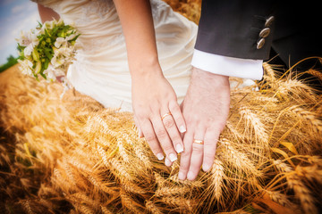 Close up of newlyweds' hands with wedding rings over ears of whe - obrazy, fototapety, plakaty