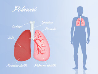 human respiratory system