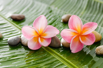 Fototapeta na wymiar pebbles and frangipani on banana leaf