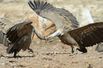 Two griffon vultures threatening each other.