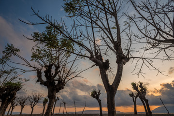 Scary Trees at Sunrise