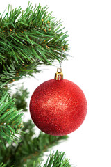 Red ball on the branch of a Christmas tree on white background.