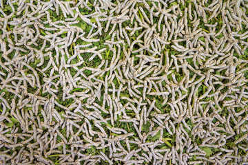 Silk Production Process, Silkworm with mulberry green leaf
