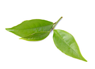 Fototapeta na wymiar tea leaf isolated on white background