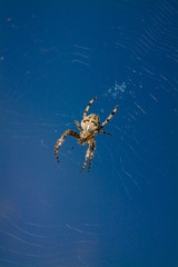 Spider on the web