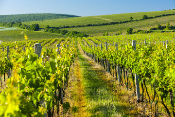 Fototapeta na wymiar view of vineyards near Palava, Czech Republic