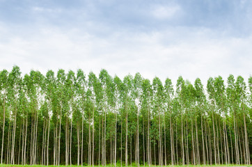 Eucalyptus forest in Thailand