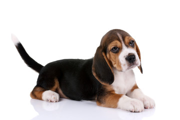 Beagle puppy on a white background