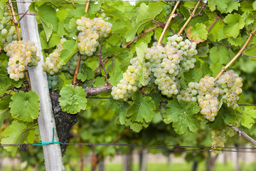 white grapes in vineyard, Southern Moravia, Czech Republic