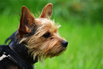 Yorkshire Terrier