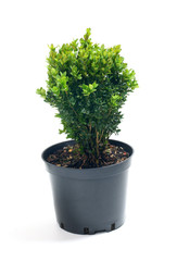 Buxus sempervirens in a pot