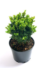 Buxus sempervirens in a pot - obrazy, fototapety, plakaty