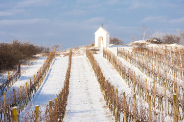 winter vineyard near Hnanice, Southern Moravia, Czech Republic