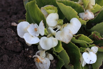 Frühlingsblüten