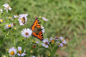 Butterfly on a flower