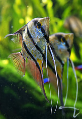 Angelfish Pterophyllum scalare