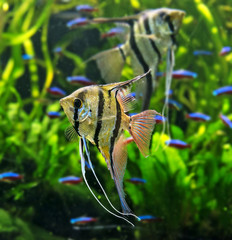 Angelfish Pterophyllum scalare