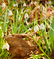 Spring new Flowers rising