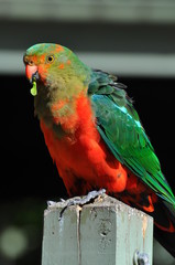 perruche royale australienne 5