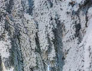 Fur-tree branches covered by hoarfrost
