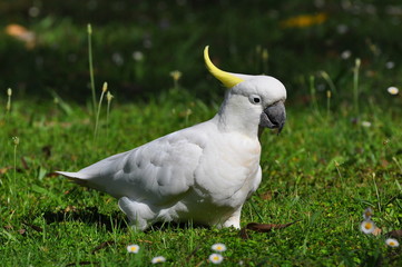 cacatoès  huppe  jaune