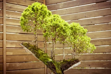 Foto auf Acrylglas Bonsai fünf Bonsai-Bäume auf einem Baumstumpf