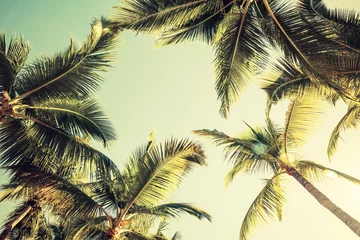 Poster Kokospalmen en stralende zon over heldere hemel © evannovostro