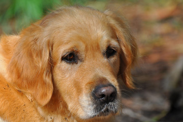 labrador 2