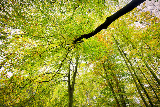 HDR shoot of a beech forest in autumn
