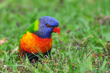 perruche ondulé Australienne