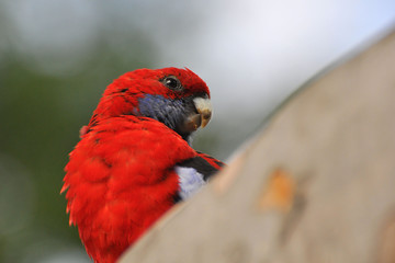 perruche du pennant 2